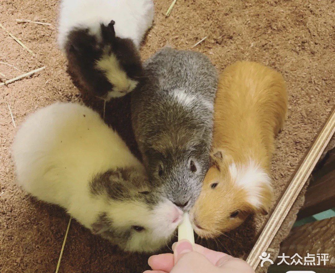 宝宝撒欢好去处｜摩西花园🌸