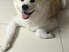 -宠物家(双井店)