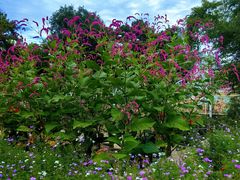 -国家植物园南园