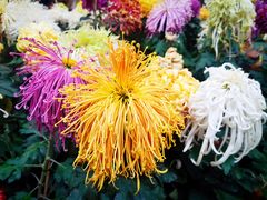 -上海共青森林公园