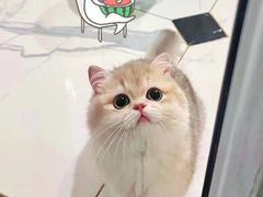 -欣宠猫屋·矮脚拿破仑·蓝金金渐层