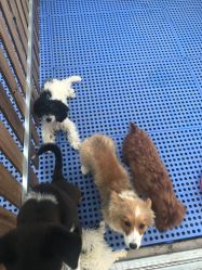 点击看大图 -萌宠亲子动物乐园(槐房万达店)