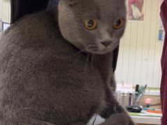 -瑞鹏宠物医院·骨科·猫科·内科(第一中心)