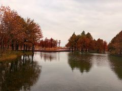 -贡湖湾湿地公园