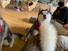 -Husky Go! 哈士奇体验馆·宠物咖啡厅狗咖