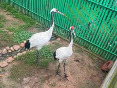 -西霞口神雕山野生动物世界