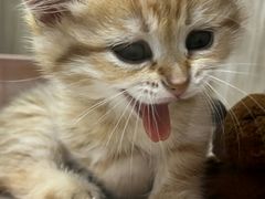 -屋虎猫馆(宝安大仟里店)