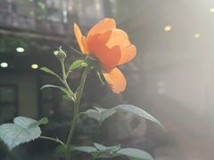 -The Flowers Coffee(南山店)