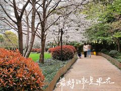 景点-陆家嘴中心绿地
