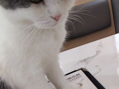 -喵园·猫主题咖啡厅·撸猫·猫咖(国贸店)