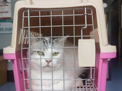 -伟伟宠物医院·瑞派猫友好医院·猫科(光谷店)
