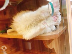-猫十亿·布偶金渐层·曼基康矮脚猫舍(青年路店)
