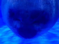 -上海海昌海洋公园-冰山北极馆