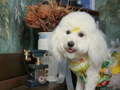 -超宠爱宠物摄影-Super pet