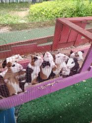 -萌宠亲子动物乐园(槐房万达店)