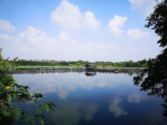 -溱湖国家湿地公园