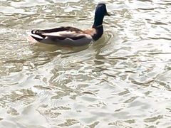 -皇家御河游(紫御湾码头)