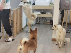 -柴迷FANS CLUB·柴犬狗咖·猫咖