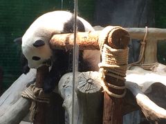 -灵玲国际马戏城
