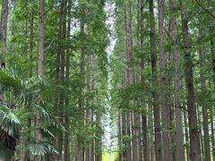 -黄海国家森林公园