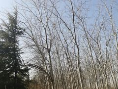 -汉景帝阳陵博物院