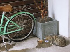 -猫里有甜