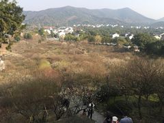 -香雪海