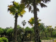 -中国科学院西双版纳热带植物园