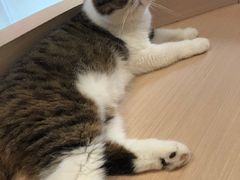 -瞄一喵猫咖(格力海岸店)