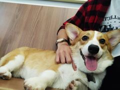 -柯斗斗主题餐厅·狗咖·围炉煮茶·茶饮(国瑞升平里店)