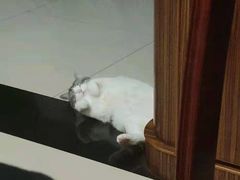 -嘉馨宠物医院·CT影像转诊·心脏科·犬猫全科诊疗中心(下沙大学城院区)