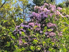 -杭州半山国家森林公园