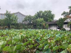 -上海醉白池公园