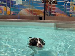 -帕帕拉兹宠物(亚洲旗舰店)