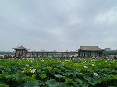 -莲花池公园