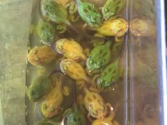 -酷以爬仙阁实体爬宠店·守宫·蜥蜴·专业繁育