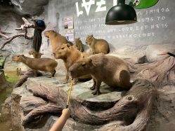 -Zoolung Zoolung动物主题公园(海信广场店)