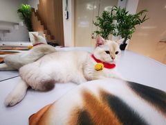 -COLOR PETS 撸猫馆·购猫·猫咖(长风大悦城店)