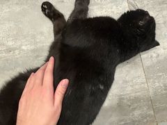 -楼上猫咖(罗湖店)