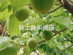 -韩士良采摘园
