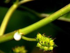 -硗碛藏寨·神木垒景区