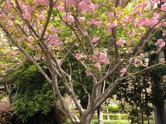 -高东镇樱花园