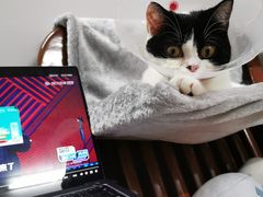 -爱诺耐芙动物医院(万博店)