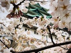 -名古屋城