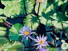 -国家植物园南园