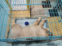 -龟与熊猫宠物公园(南坪店)
