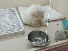 -翊宠yipet猫狗购宠庄园犬舍•猫舍