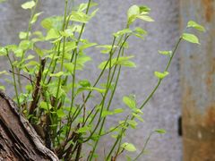 -广州市紫泥堂文化创意园景区