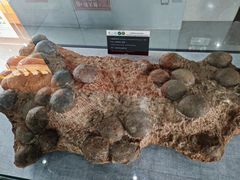 -中国西峡恐龙遗迹园
