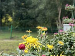 -上海共青森林公园